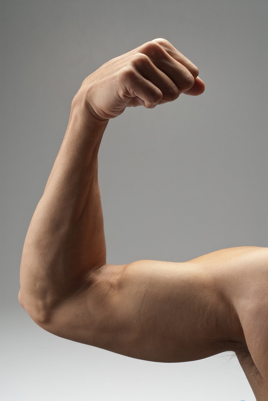 テストステロンによる筋肉増強